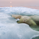 Illustration for article titled The best nature photo of the year is this badass polar bear